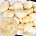 중국산 보존 껍질 벗긴 마늘 가격